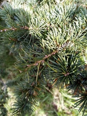 Cedrus brevifolia