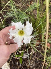 Mandevilla petraea