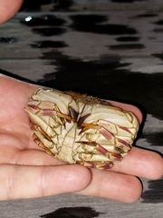 Metacarcinus novaezelandiae