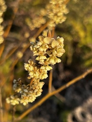 Litsea cubeba
