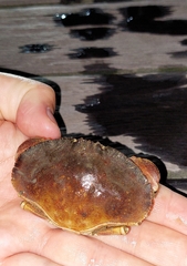 Metacarcinus novaezelandiae