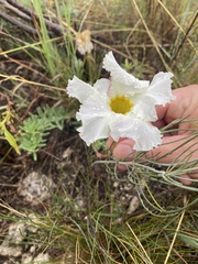 Mandevilla petraea