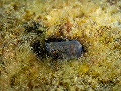 Parablennius tasmanianus