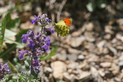 Anthocharis damone eunomia