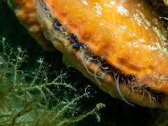 Mimachlamys asperrima