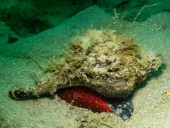 Australaria australasia