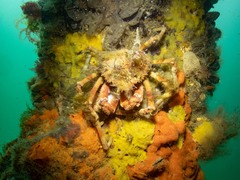 Leptomithrax gaimardii