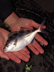 Latridopsis ciliaris