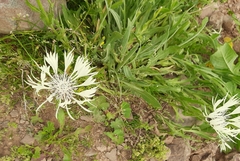 Centaurea cheiranthifolia