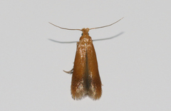 Tischeria ekebladella