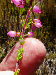 Erica tenella