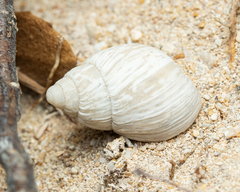 Bothriembryon mastersi