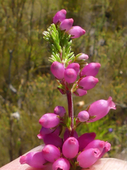 Erica tenella