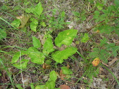 Viola hirta