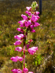 Erica tenella