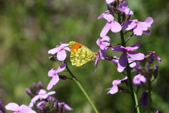 Anthocharis damone eunomia