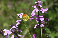 Anthocharis damone eunomia