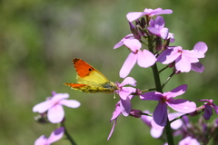 Anthocharis damone eunomia