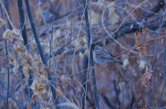Emberiza schoeniclus