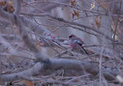 Carpodacus sibiricus