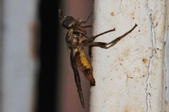 Pyrgotidae