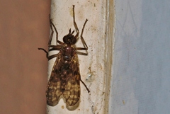 Pyrgotidae