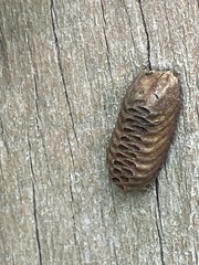Orthodera