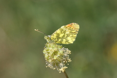 Anthocharis damone eunomia
