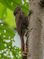 Glyphorynchus spirurus