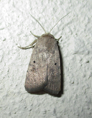 Athetis pigra
