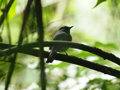 Cyornis sumatrensis