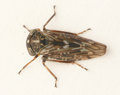 Idiocerus herrichii