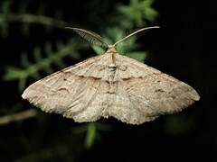 Syneora fractata