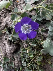 Phacelia patuliflora