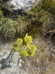 Aciphylla congesta