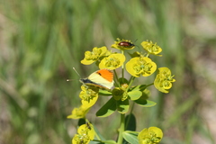 Anthocharis damone eunomia