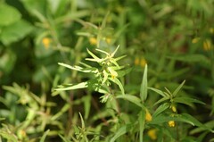 Melampyrum sylvaticum