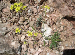 Biscutella laevigata