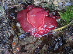 Hexabranchus