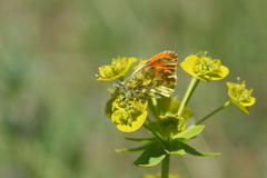 Anthocharis damone eunomia