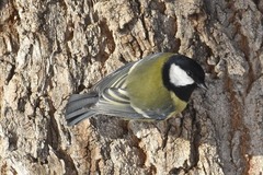 Parus major