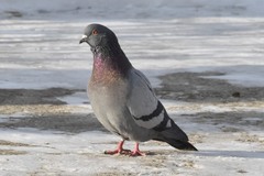 Columba livia domestica