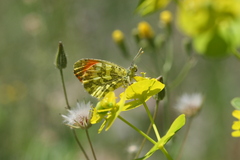 Anthocharis damone eunomia