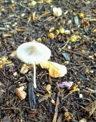 Parasola plicatilis image