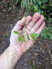 Lygodium reticulatum