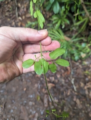 Lygodium reticulatum