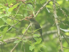 Iole viridescens cinnamomeoventris