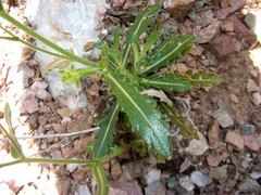 Biscutella laevigata