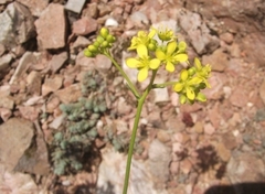 Biscutella laevigata