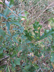 Anisota fuscosa